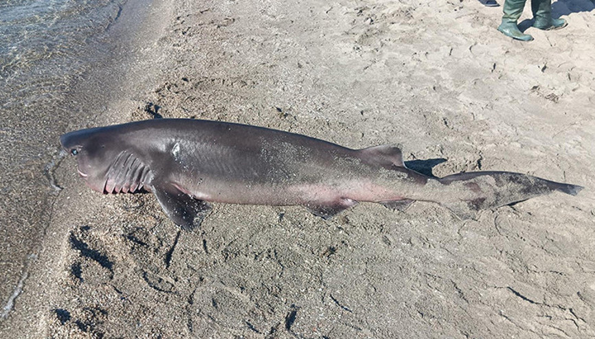 Sahile ölü köpek balığı vurdu