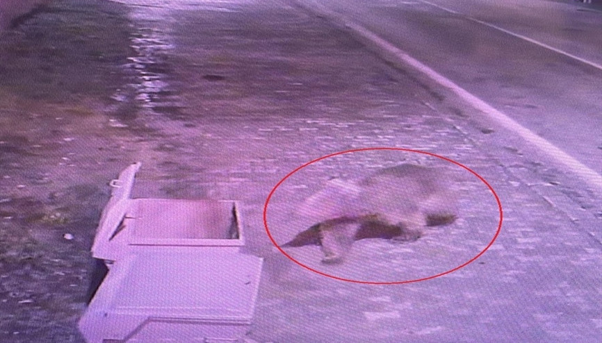 Barınaktan kaçan bozayı termal kameralarla aranıyor Barınaktan kaçan bozayı termal kameralarla aranıyor