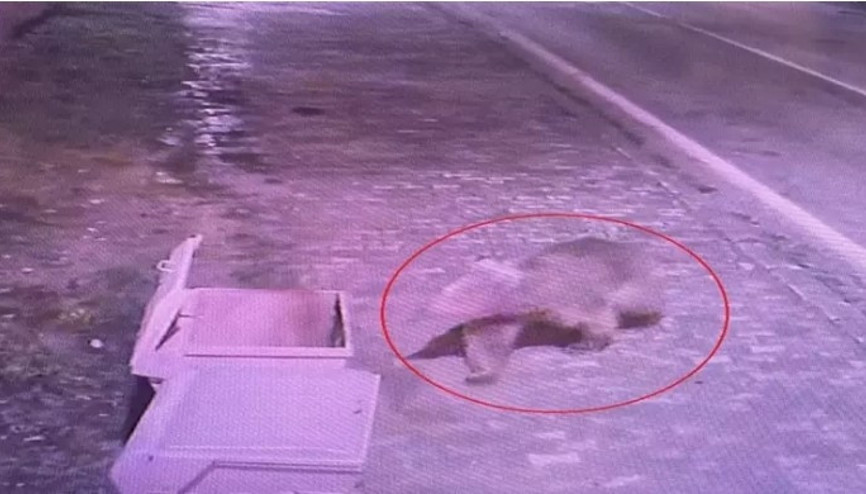 Barınaktan kaçan bozayı, termal kameralarla aranıyor Barınaktan kaçan bozayı, termal kameralarla aranıyor