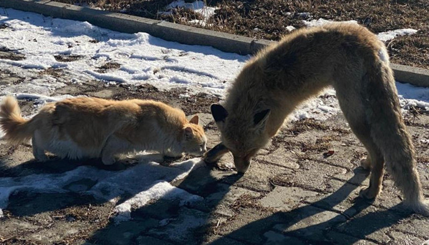 Vanda bir tilki ayakta donarak öldü Vanda bir tilki ayakta donarak öldü