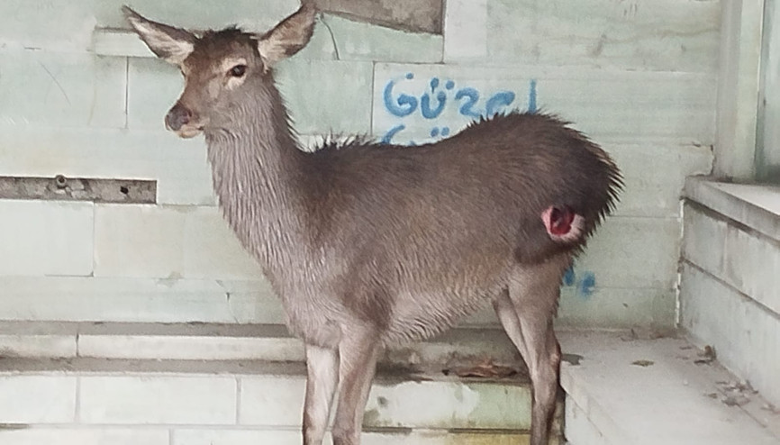 Belediye personelinin bulduğu yaralı karaca tedaviye alındı