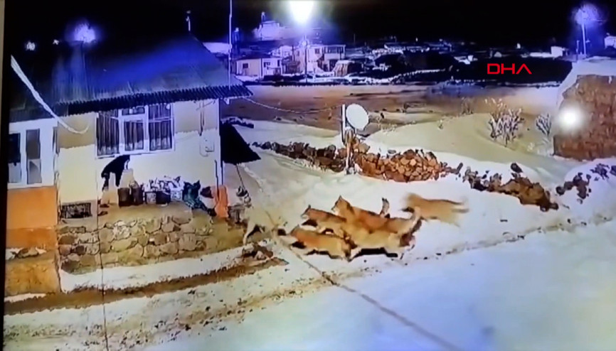 Çoban köpeği, kurt sürüsüne tek başına karşı koydu İşte o anlar...