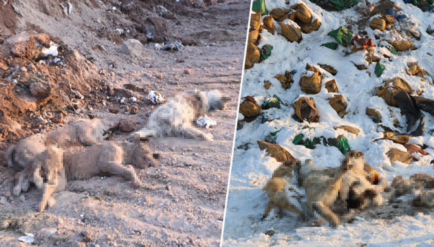 Yüksekovada kahreden görüntü Kül dökülen alanda 20 köpek ölü bulundu