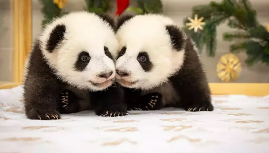 İkiz yavru pandalar ziyaretçileriyle tanıştı