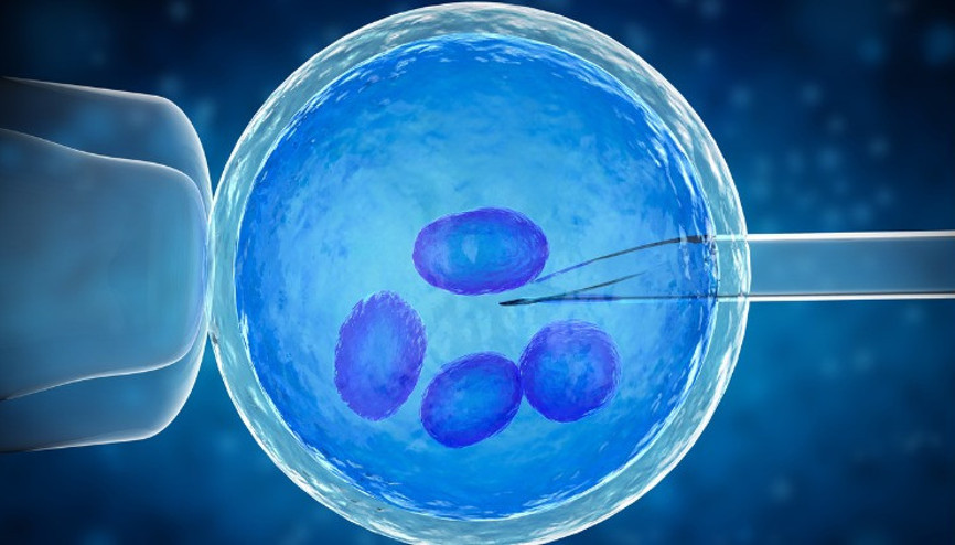Yumurta toplama işlemi öncesi ve sonrasında dikkat edilmesi gerekenler