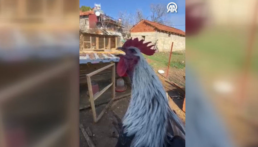 Denizlide öterken bayılan horozun videosuna sosyal medyada büyük ilgi