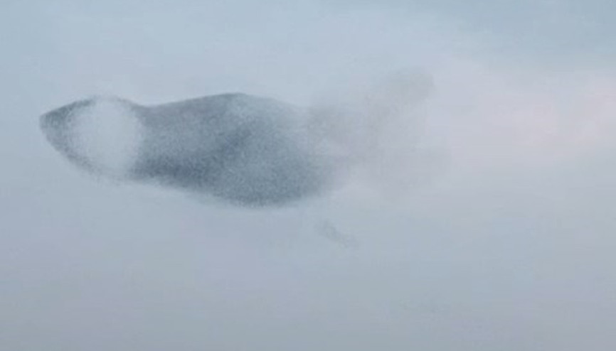 Sığırcık kuşlarının uyum halinde aynı yöne uçtuğu anlar kamerada Sığırcık kuşlarının uyum halinde aynı yöne uçtuğu anlar kamerada