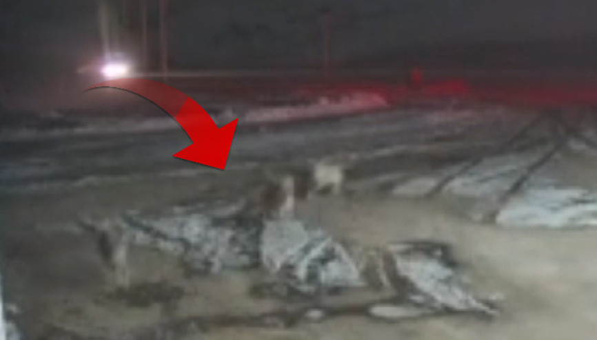 Sivasta kurt sürüsü Kangal köpeklerine saldırdı... O anlar kameralara böyle yansıdı