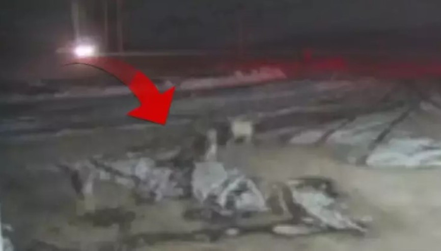 Kurt sürüsü, Kangal köpeklerine saldırdı