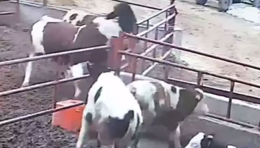 Boğa 2 kardeşe saldırdı O anlar kamerada