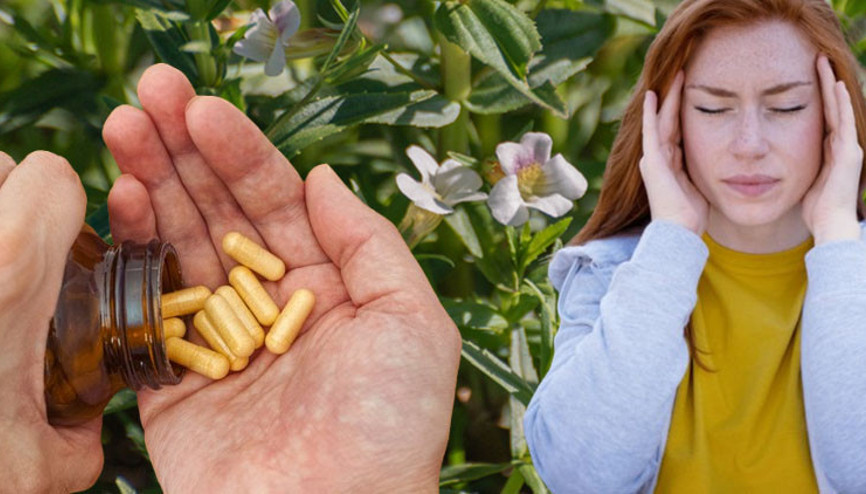 Bilim insanları yeni bir ‘harika takviye’ keşfetti Bacopa bitkisinin etkileri şaşırttı… Hangi yöntemlerle tüketiliyor