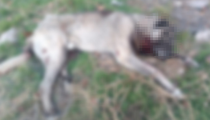 Ankarada vahşet 4 köpek, tüfekle vurulmuş halde ölü bulundu Ankarada vahşet 4 köpek, tüfekle vurulmuş halde ölü bulundu