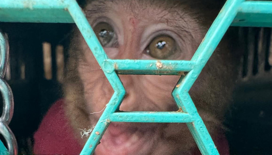 Türkiyeye kaçak yollarla getirilmiş Evde maymun ve 3 sincap bulundu