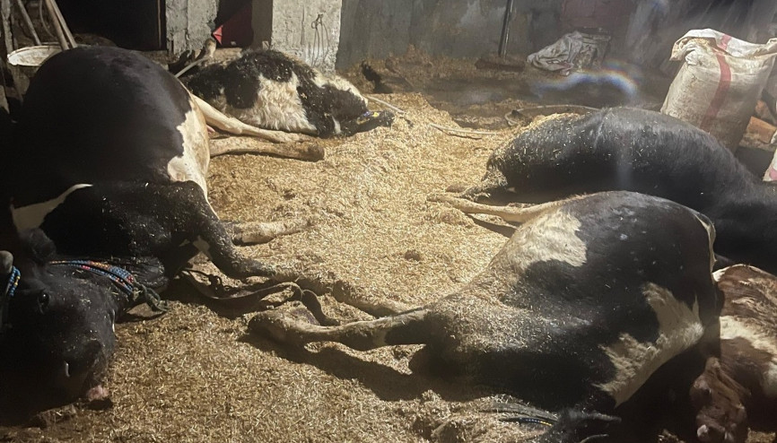 Ahırda çıkan yangında 5 büyükbaş öldü