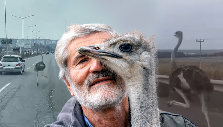 Hediye edildiği yerden kaçmıştı Deve kuşu 3 gün sonra büyüdüğü mahalleye döndü