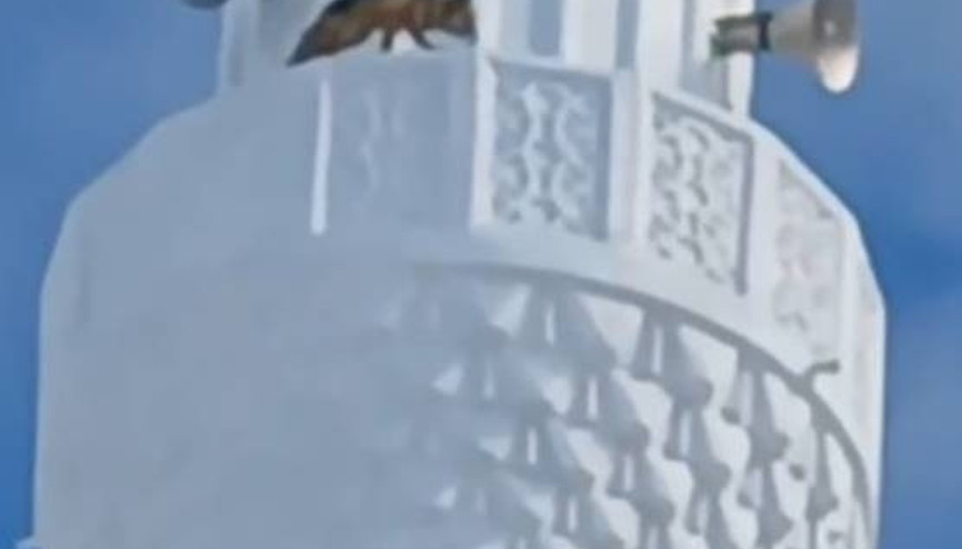 Yozgat’ta minareye çıkan tilki böyle kaydedildi