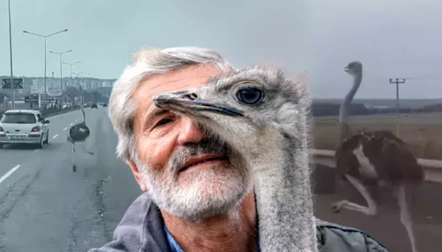 Hediye edildiği iş yerinden kaçan deve kuşu, büyütüldüğü mahalleye geri döndü