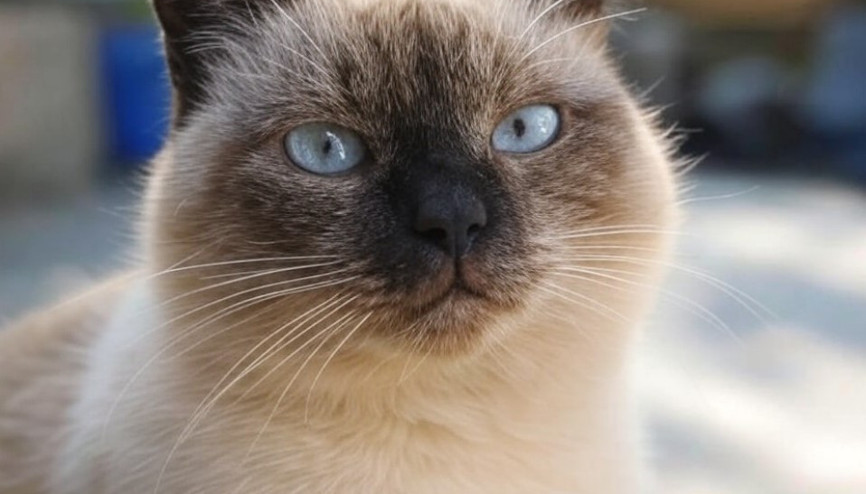 Bugün Dünya Kediler Günü mü Dünya Kediler Günü ne zaman, hangi gün kutlanır 17 Şubat ne günü Bugün Dünya Kediler Günü mü Dünya Kediler Günü ne zaman, hangi gün kutlanır 17 Şubat ne günü