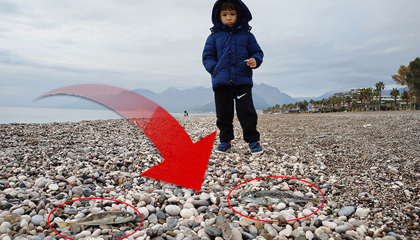 Siyanürden bile tehlikeli Bakanlık harekete geçti: Karaya bırakana 3 bin 770 lira, satana 37 bin lira ceza