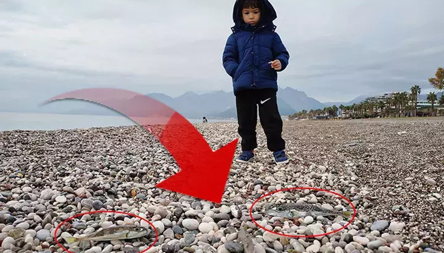 Bakanlık harekete geçti: Karaya bırakana 3 bin 770 lira, satana 37 bin lira ceza Bakanlık harekete geçti: Karaya bırakana 3 bin 770 lira, satana 37 bin lira ceza