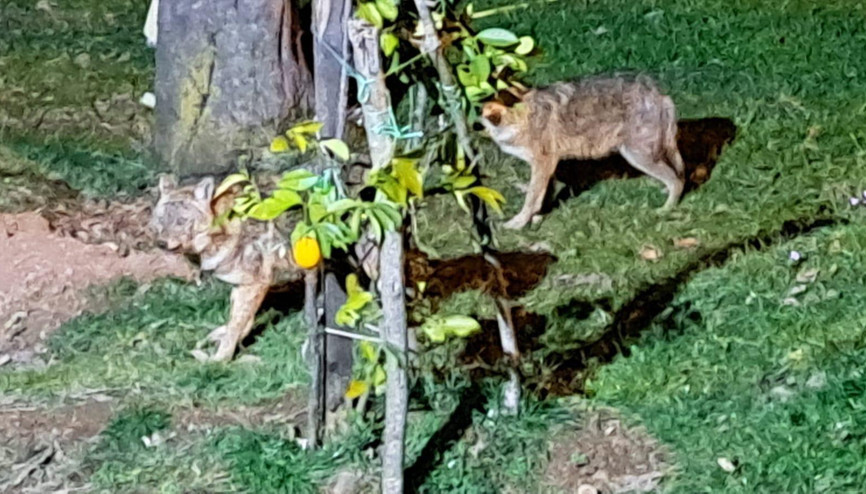 1 aydır evinin önüne gelen çakalları besliyor: İsim bile verdi