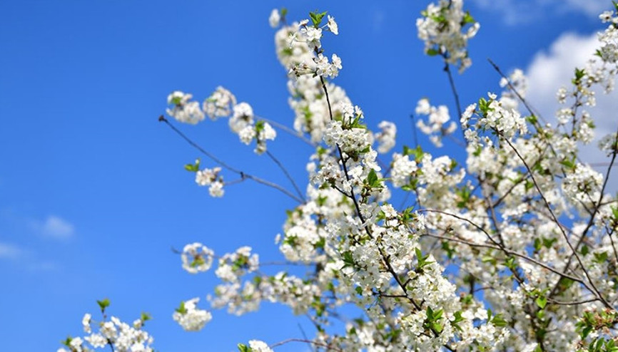 Baharın müjdecisi olarak biliniyor... Cemre havaya düşüyor