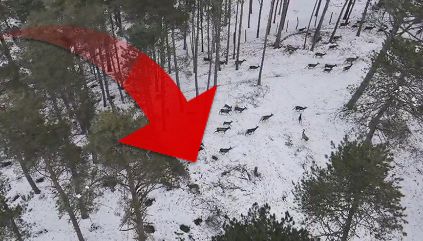 Çıplak gözle izlemesi çok zor Doktor, doğada gezdiği sırada gördü; dron ile kayda aldı