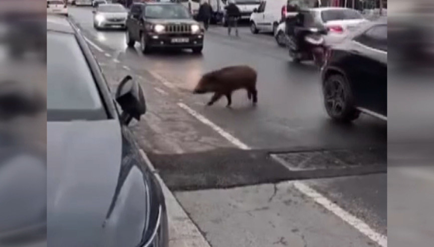 Sarıyer’de şehre inen yaban domuzu sürücülere zor anlar yaşattı