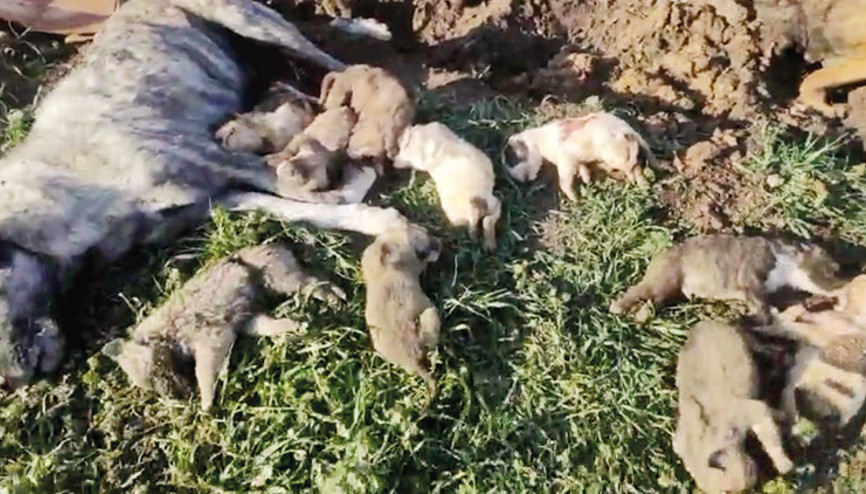 Elleriniz kırılsın: 21 köpek ölü bulundu