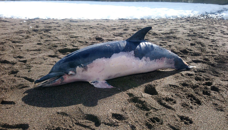 Ölü yunus balığı sahile vurdu