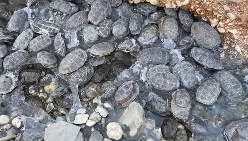 Şanlıurfada suyu kesilen dere yatağında mahsur kalan 316 kaplumbağa kurtarıldı