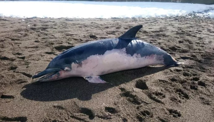 Düzcede ölü yunus sahile vurdu