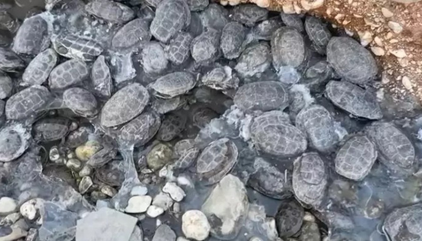 Dere yatağında mahsur kalan 316 kaplumbağa kurtarıldı