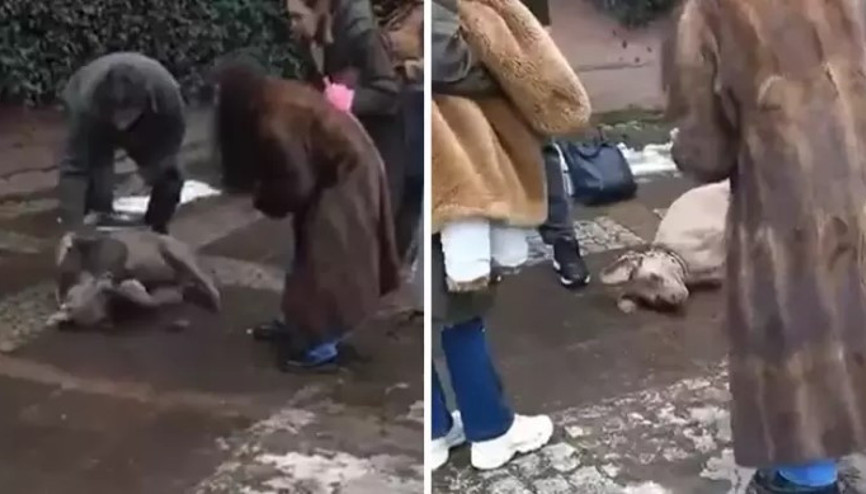 Beşiktaş’ta kaldırımda yürüyen köpek elektrik akımına kapıldı