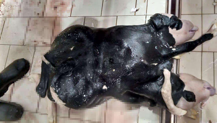 6 ayaklı ve 2 başlı buzağı görenleri hayrete düşürdü
