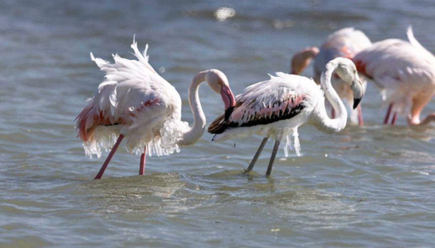 Flamingolar buz tuttu