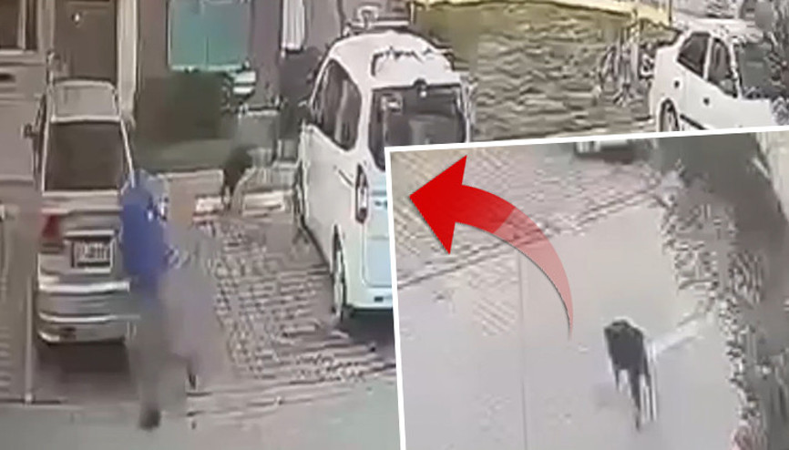 Sahipsiz köpeğin saldırısında yaralandı İstanbul Büyükşehir Belediyesine açtığı tazminat davasını kazandı... Ben bu davayı para için açmadım Sahipsiz köpeğin saldırısında yaralandı İstanbul Büyükşehir Belediyesine açtığı tazminat davasını kazandı... Ben bu davayı para için açmadım