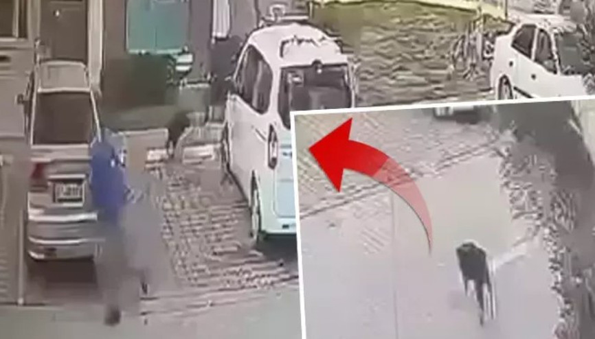 Sahipsiz köpeğin saldırısında yaralanan imam, Silivri Belediyesi ile İBB’den tazminat kazandı Sahipsiz köpeğin saldırısında yaralanan imam, Silivri Belediyesi ile İBB’den tazminat kazandı