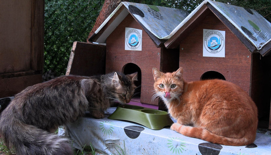 Trabzonda Kedi Köyünün sınırları genişledi, misafirleri arttı
