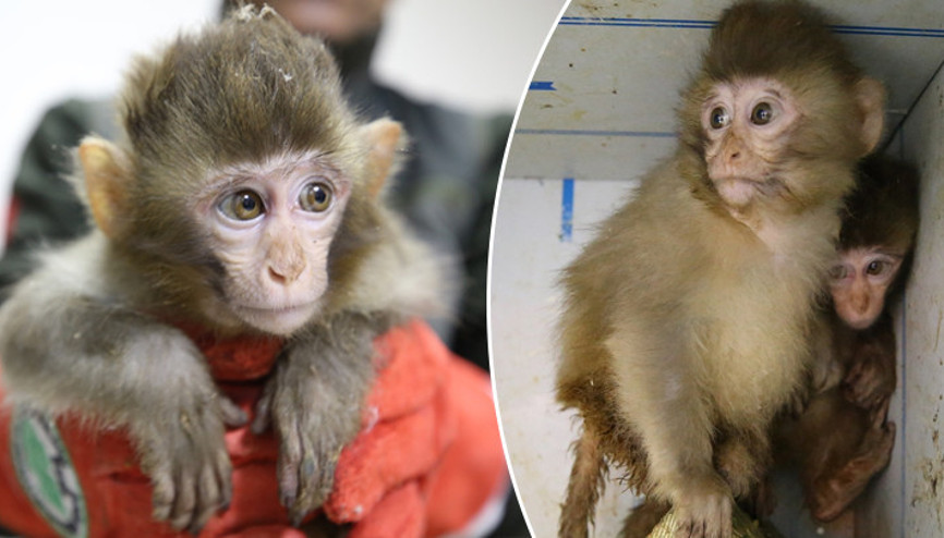 Habur Gümrük Kapısında ele geçirilen 2 maymun yavrusu korumaya alındı Habur Gümrük Kapısında ele geçirilen 2 maymun yavrusu korumaya alındı