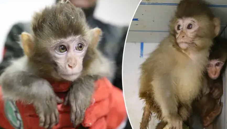 Habur Gümrük Kapısında ele geçirilen 2 maymun yavrusu korumaya alındı Habur Gümrük Kapısında ele geçirilen 2 maymun yavrusu korumaya alındı
