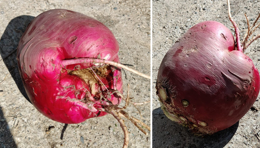 Hobi bahçesinde yetiştirdi... Dev turpu görenler şaşırıyor: Bu kadar büyük olacağını tahmin etmemiştim