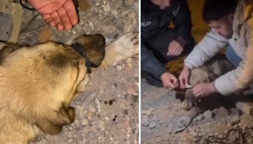 Diyarbakır’da büyük vicdansızlık Köpeğin ağzını iple bağladılar... Hayvanseverler kurtardı