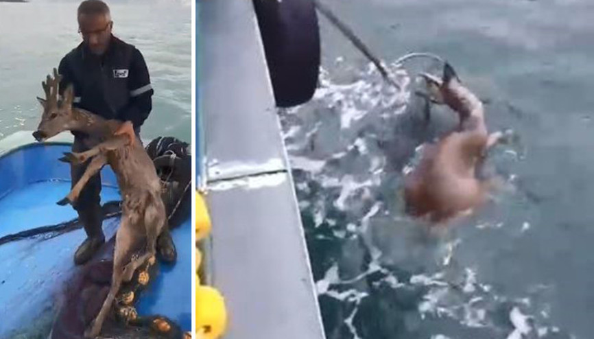 Köpeklerin saldırısından kaçarken denize düştü Karaca balıkçılar tarafından kurtarıldı