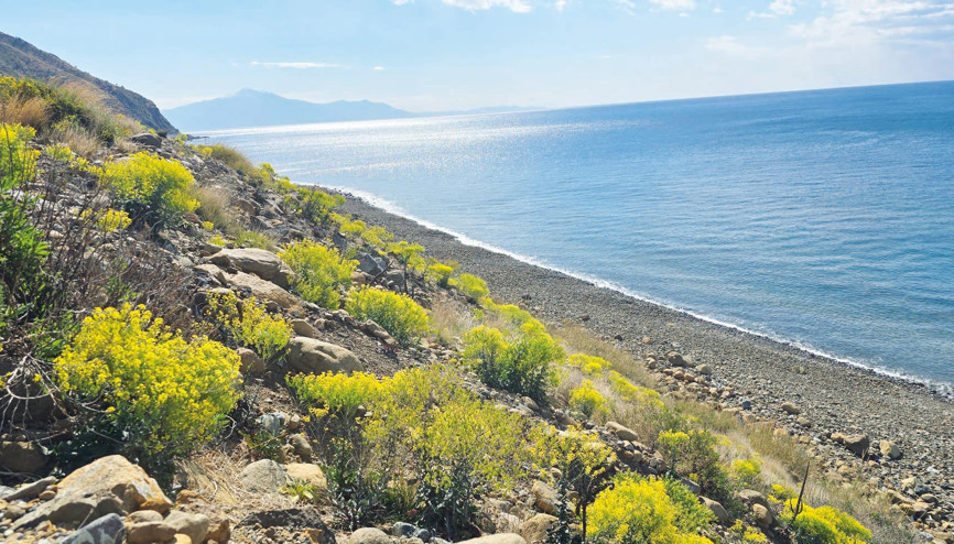 Hatay sahilinde yeşil miras... 50 endemik bitki yetişiyor
