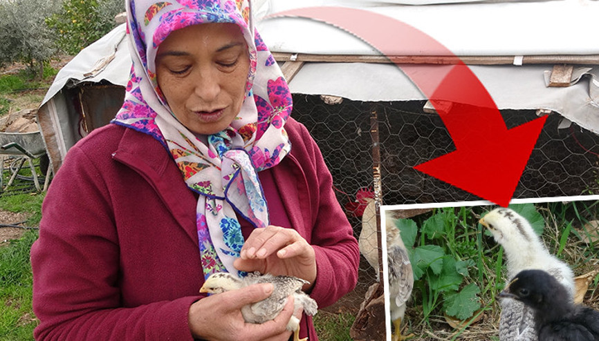 Civciv 15 günlük olunca sahibi gözlerine inanamadı: Yeğeni fark etti | Ünlü olunca ismini Ünlü koyduk Civciv 15 günlük olunca sahibi gözlerine inanamadı: Yeğeni fark etti | Ünlü olunca ismini Ünlü koyduk