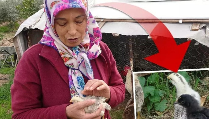 Mersin’de dünyaya gelen bir civcivin kafasındaki ay yıldız figürü görenlerin ilgisini çekti Mersin’de dünyaya gelen bir civcivin kafasındaki ay yıldız figürü görenlerin ilgisini çekti