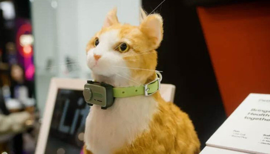 Evcil hayvanlar için akıllı telefon geliyor