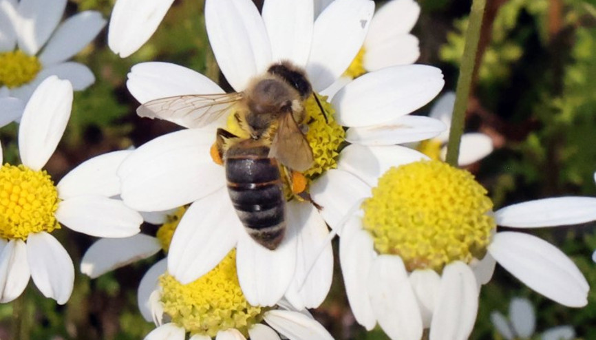 Baharın müjdecisi son cemre toprağa düştü... Kültürlerde çok değişik şekilde kutlanıyor
