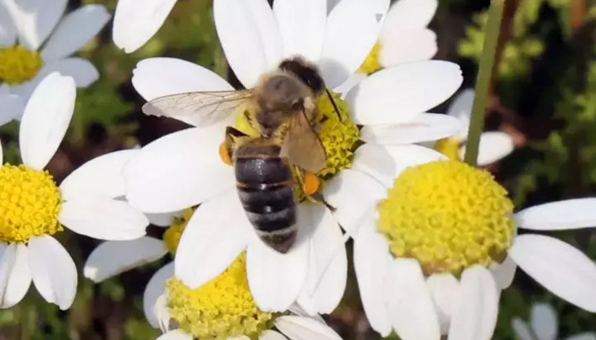Baharın müjdecisi son cemre toprağa düştü... Kültürlerde çok değişik şekilde kutlanıyor